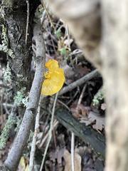 Tremella mesenterica