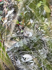 Sceloporus malachiticus