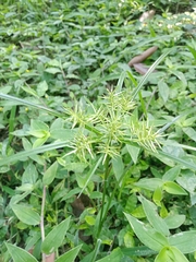 Cyperus cyperoides