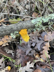 Tremella mesenterica