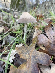 Psathyrella longipes