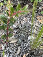 Sceloporus malachiticus