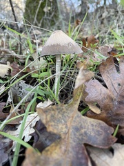 Psathyrella longipes