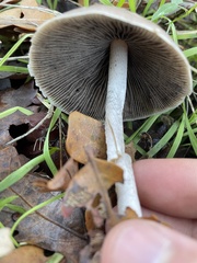 Psathyrella longipes