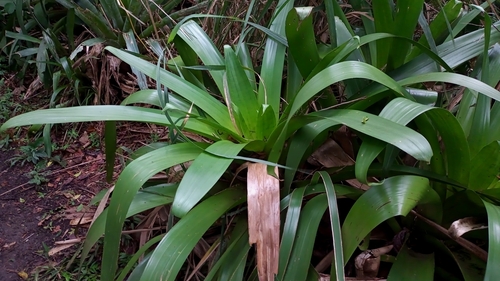 Alcantarea glaziouana (Alcantarea glaziouana)