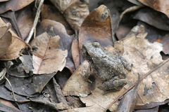 Tomopterna natalensis