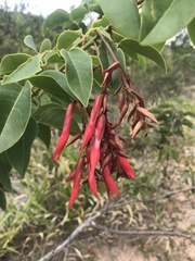 Camptosema coriaceum