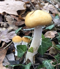 Stropharia ambigua