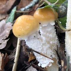 Stropharia ambigua