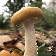 Stropharia ambigua