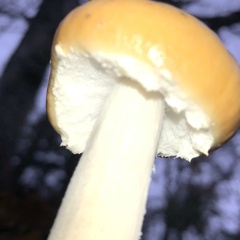 Stropharia ambigua