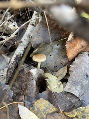 Psathyrella piluliformis