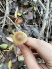 Psathyrella piluliformis