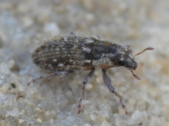 Microlarinus
