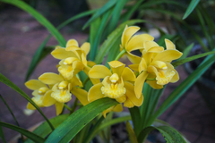 Cymbidium