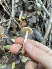 Psathyrella piluliformis