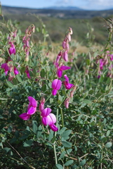 Lathyrus vestitus alefeldii