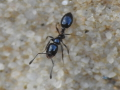 Monomorium minimum