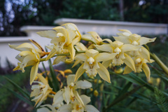 Cymbidium