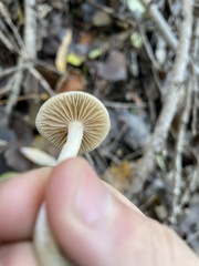 Psathyrella piluliformis