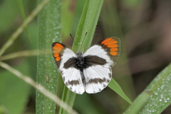 Colotis euippe