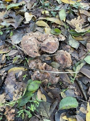 Tricholoma dryophilum