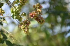 Serjania brachycarpa