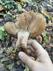 Tricholoma dryophilum