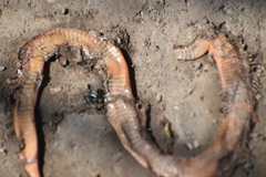Serpentes