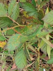 Phragmidium violaceum