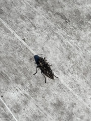 Chalcophora georgiana