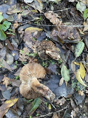 Tricholoma dryophilum