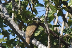 Pitangus sulphuratus