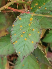 Phragmidium violaceum
