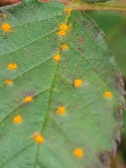 Phragmidium violaceum