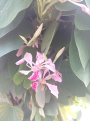 Bauhinia monandra