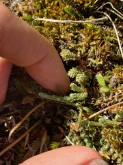 Kelleria dieffenbachii