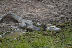 Caiman latirostris