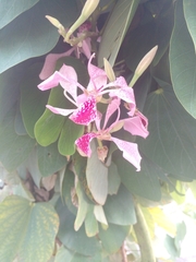Bauhinia monandra