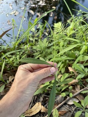 Symphyotrichum simmondsii
