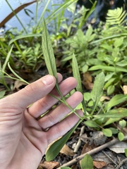 Symphyotrichum simmondsii
