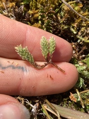 Kelleria dieffenbachii