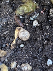 Polygyra cereolus