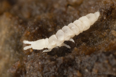 Onychiuroidea