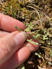 Kelleria dieffenbachii