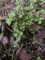 Parietaria floridana