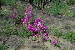 Lathyrus vestitus alefeldii