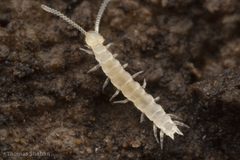 Symphyla
