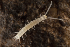 Symphyla
