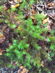Dendroligotrichum tongariroense